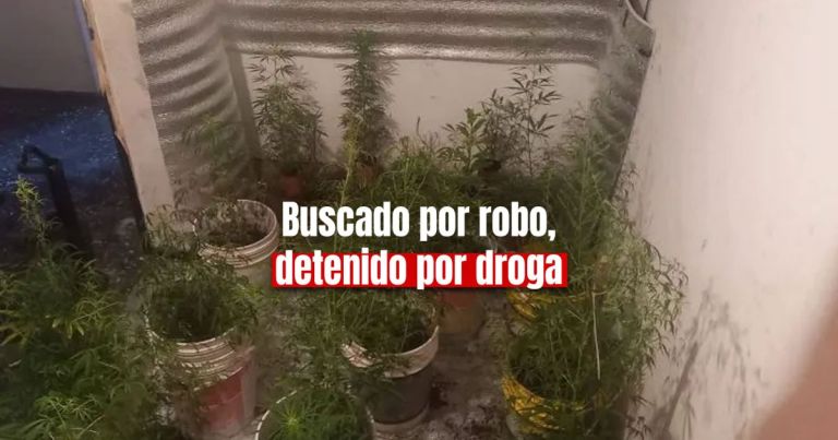 Lo Buscaban Por Robo Y Le Encontraron Casi Plantas De Marihuana