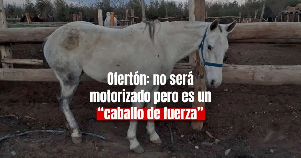 Insólito: permutan un caballo por una moto