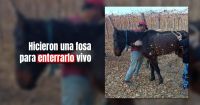 Proteccionistas denunciaron que quisieron enterrar un caballo vivo