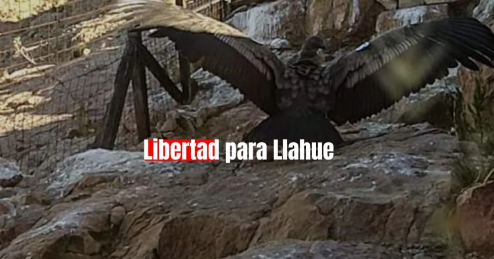Liberan el segundo cóndor andino nacido en el Faunístico