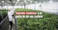 San Juan avanza en la producción de cannabis medicinal a la espera de la reglamentación de la ley