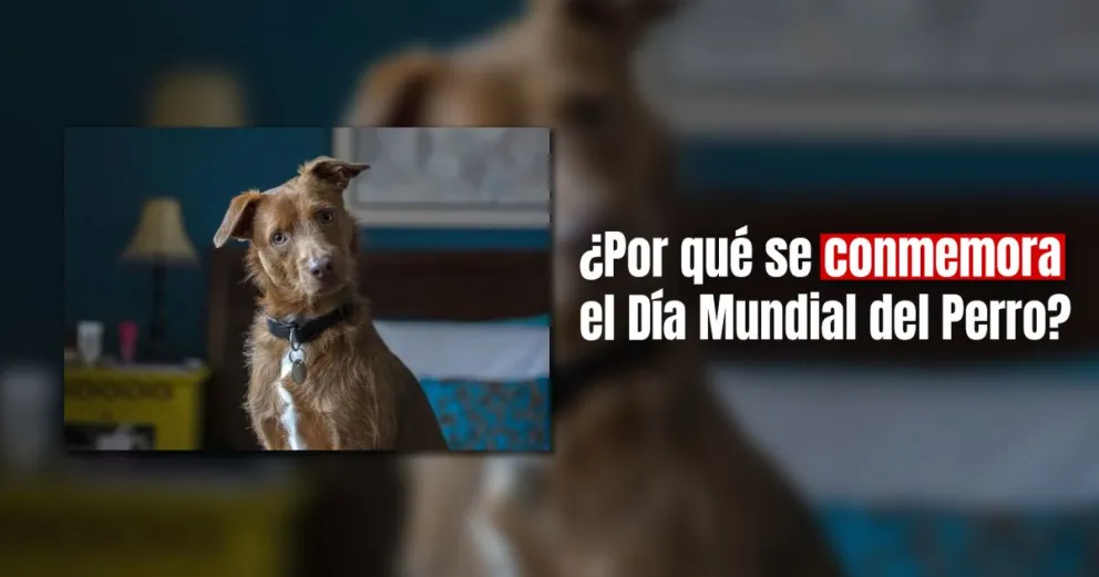 El Día Mundial del Perro busca concientizar sobre perros callejeros 