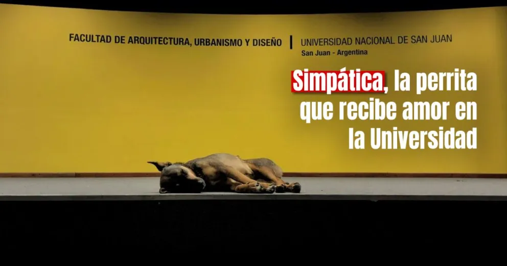 Día Mundial del Perro: una perrita se volvió famosa en la Facultad de Arquitectura 