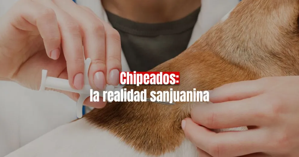 San Juan: hasta julio de este año se chipearon más de 250 perros