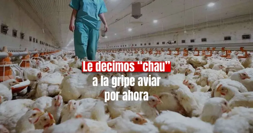 Argentina recuperó el status de país libre influenza aviar