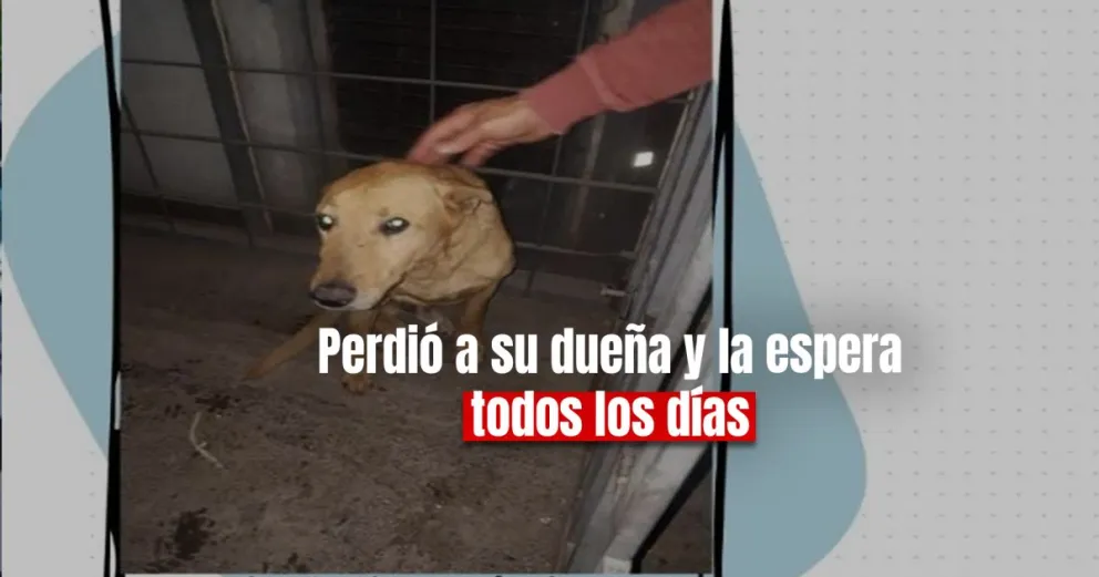 A través de las redes, se inició una campaña para la adopción de Boby 