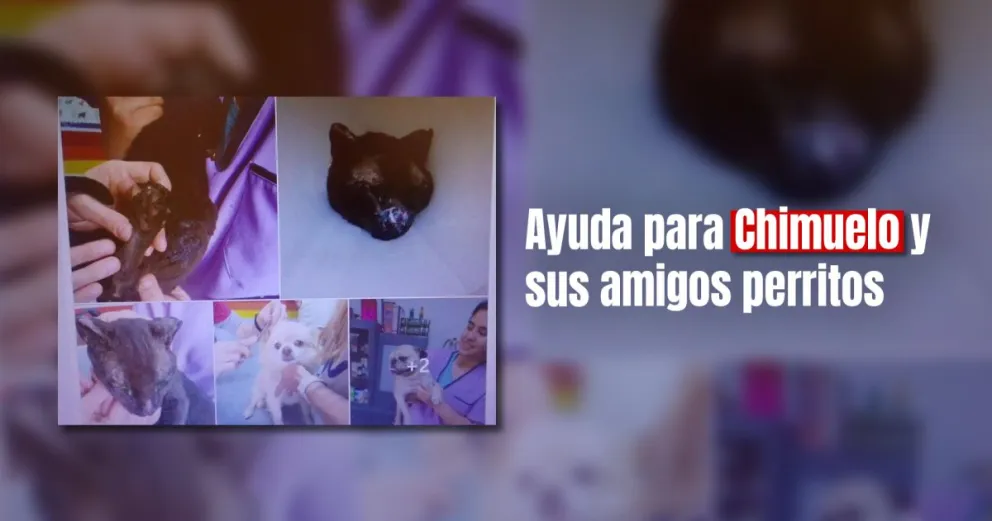 Incendio en Rawson: un gatito y tres perritos en grave estado de salud