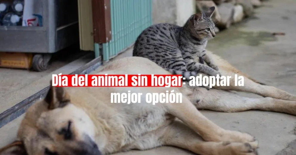 Día del Animal sin Hogar: una oportunidad para concientizar y brindar ayuda a nuestros amigos peludos