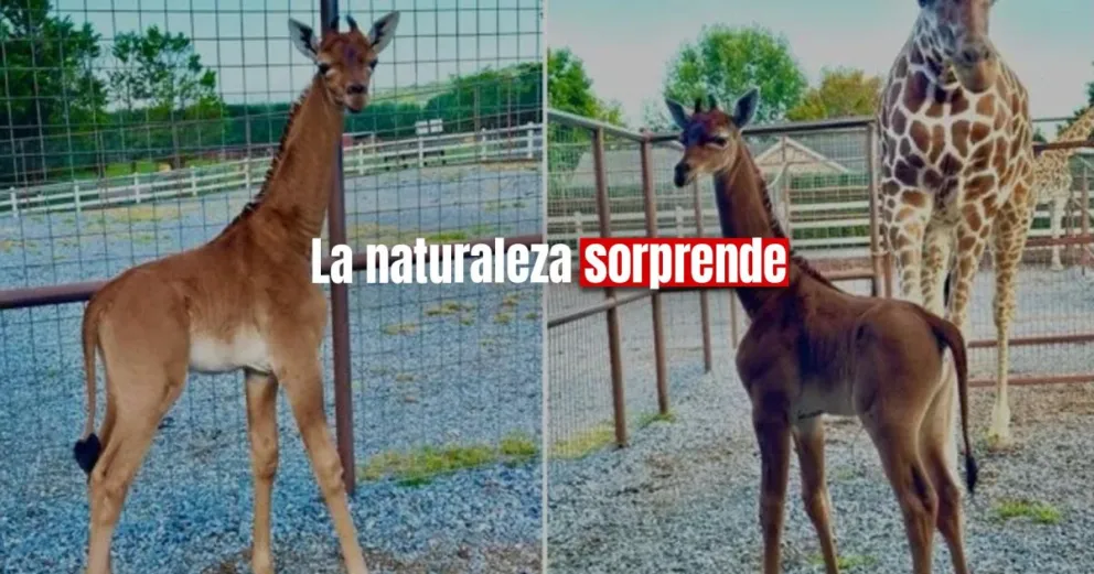 Nació una jirafa sin manchas en un zoológico de Estados Unidos