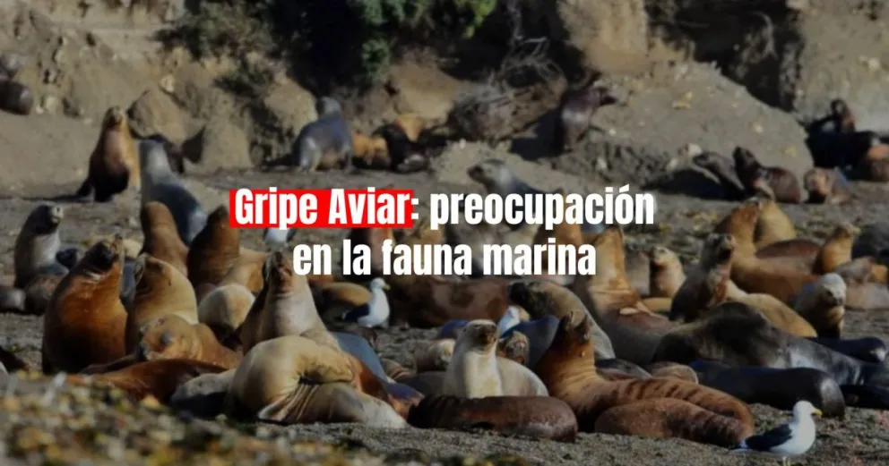 Ya son 18 los lobos marinos que aparecieron muertos o moribundos en Mar de Plata e investigan si es por gripe aviar