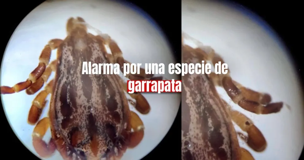 Parque Faunístico: hallaron una garrapata peligrosa para los humanos