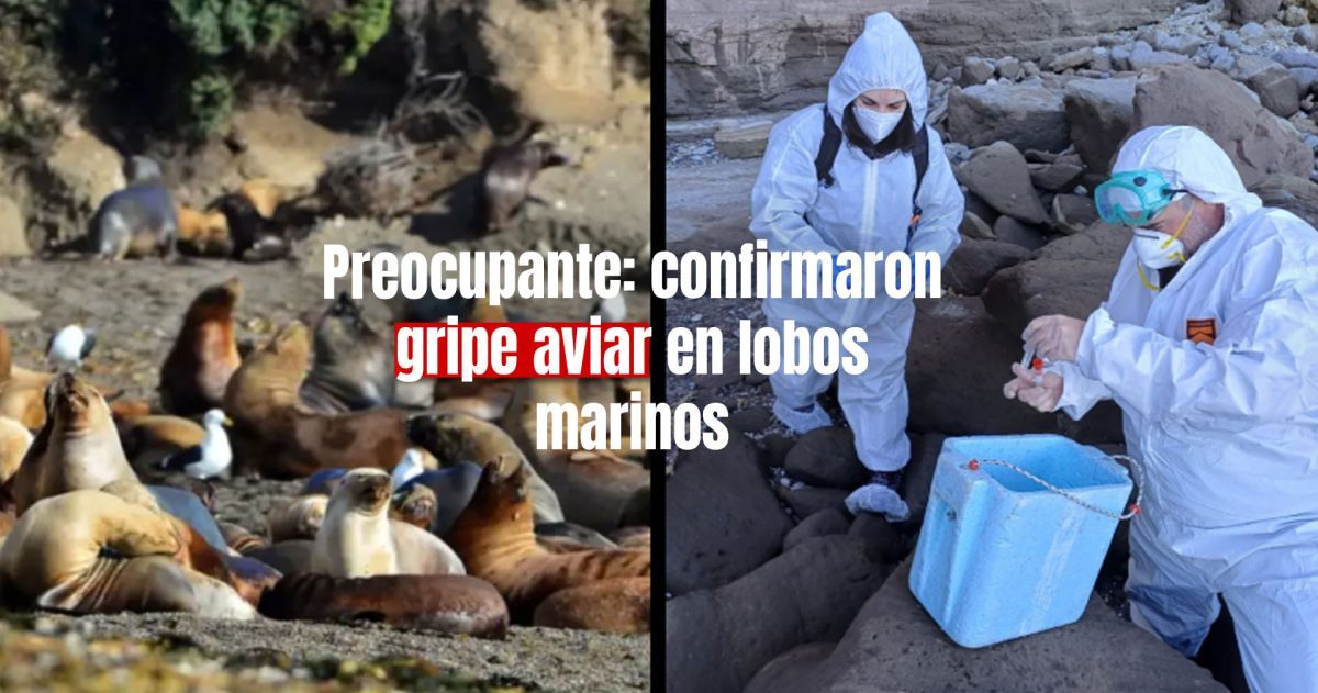 Senasa confirmó nuevos brotes de gripe aviar en lobos marinos en Buenos Aires y Río Negro