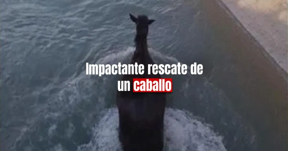 Rescataron un caballo que se cayó a un canal en Pocito
