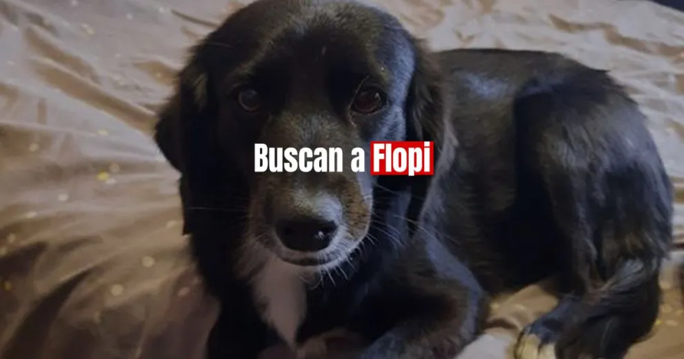 A través de redes sociales, una familia busca a su perrita Flopi