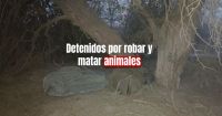Tres hombres fueron detenidos por robar y faenar animales en Angaco 