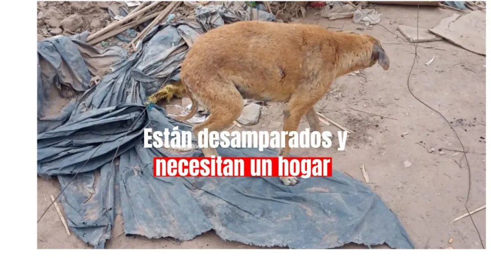 Perritos sin hogar: después del traslado de un barrio, quedaron abandonados