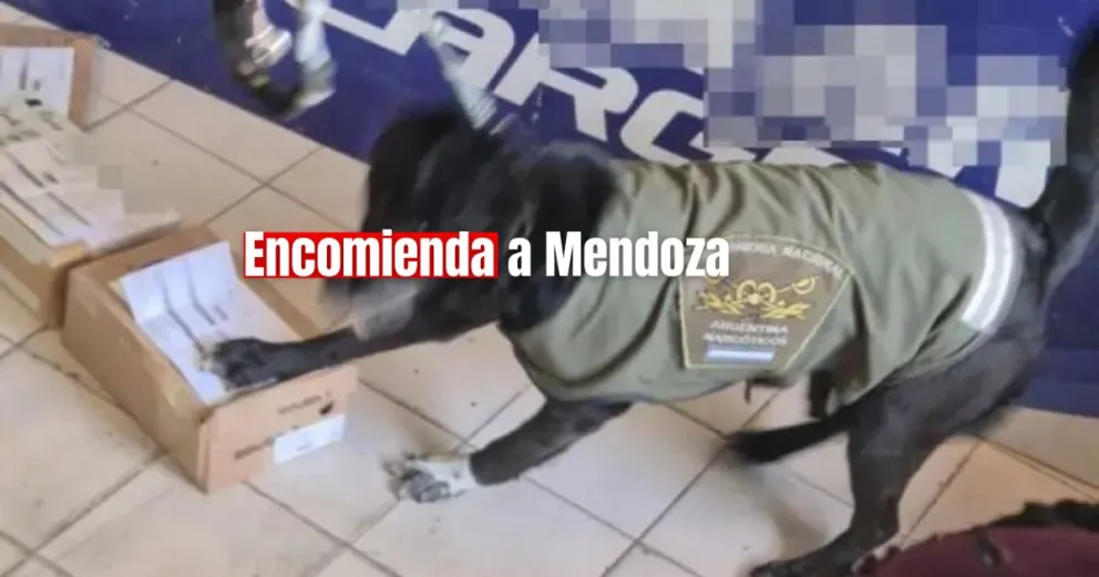 Gendarmería Nacional Incauta Envío de Drogas con la Ayuda del Can Detector "Luna"