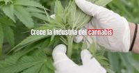 Potenciando la Industria del Cannabis en San Juan: Buenas noticias en el horizonte