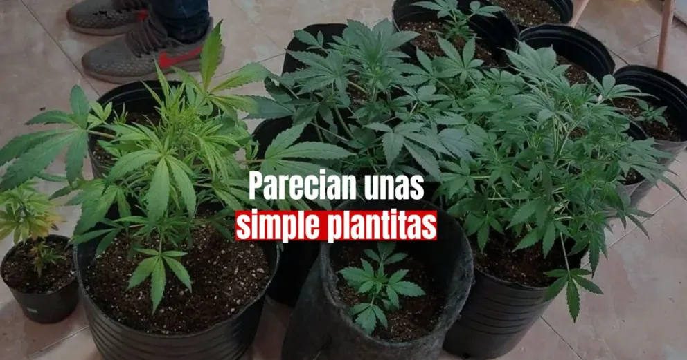 Caucete: le incautaron 10 plantines de marihuana a un joven