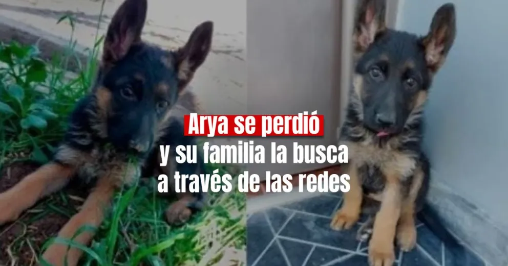 Una familia sanjuanina ofrece recompensa para encontrar a su perrita Arya 