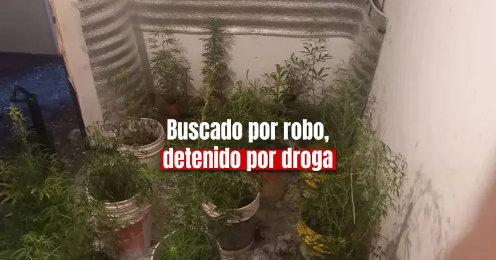 Lo buscaban por robo y le encontraron casi 30 plantas de marihuana