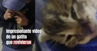 Chaco: le salvaron la vida a un gatito con una maniobra de RCP 