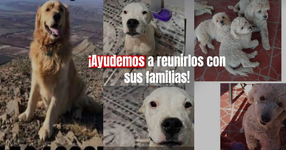 Unidos por una causa: Ayudemos a encontrar a estos perritos perdidos 