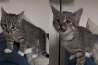 El video de una gatita bilingüe llamó la atención de los usuarios en TikTok