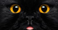 Por la llegada de Halloween, proteccionistas piden cuidar a los gatos negros