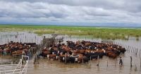Inundaciones en Argentina: ¿alivio para la sequía y carne más cara?
