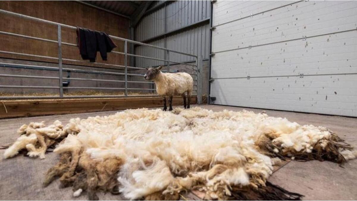Rescataron a una oveja que vivió dos años sola en un acantilado