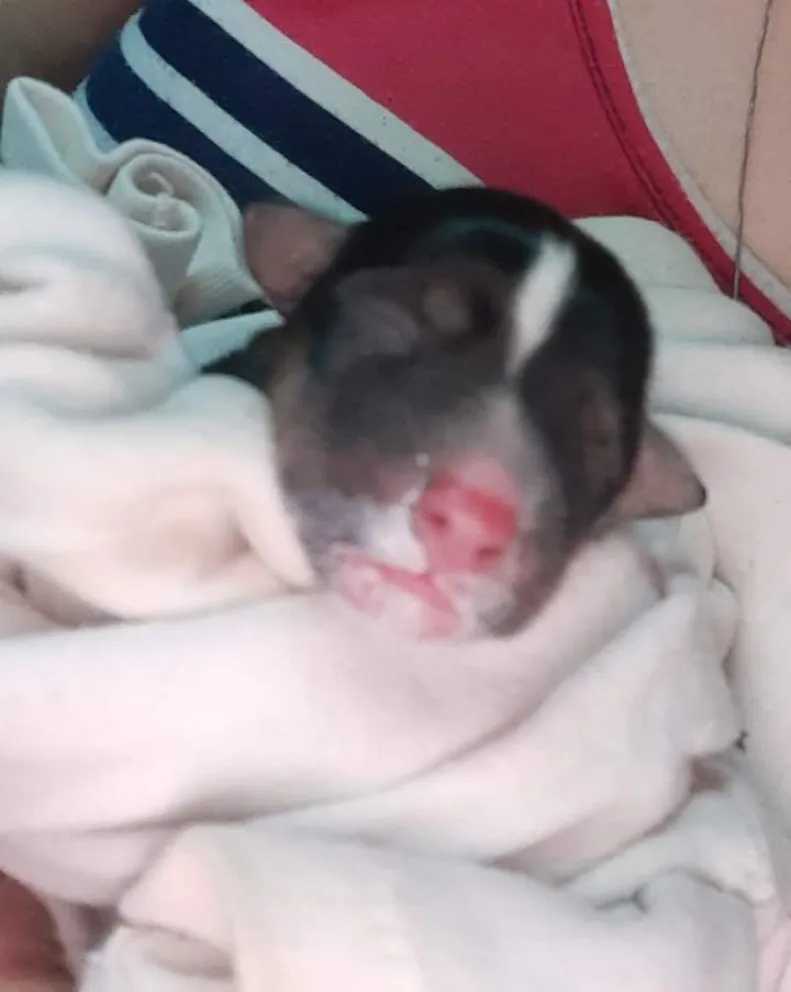 Solidaridad: se busca mamá nodriza para un cachorro abandonado