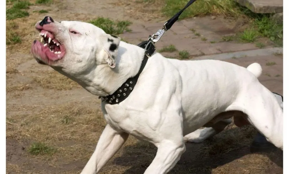 Un nene de nueve años fue atacado por un perro dogo en Chimbas