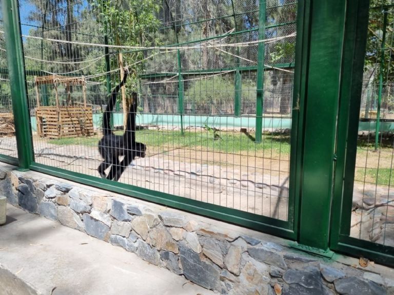 El mono Tito, histórico residente del Parque Faunístico, tiene un nuevo espacio para vivir 