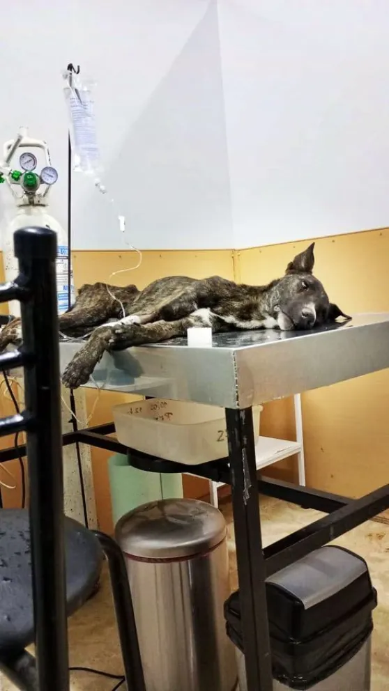 Proteccionistas buscan colaboración para la internación de un perro