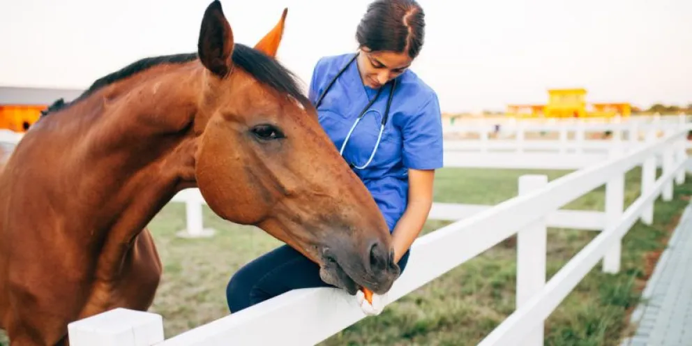 Confirmaron casos de un peligroso virus en caballos que también puede infectar a los humanos