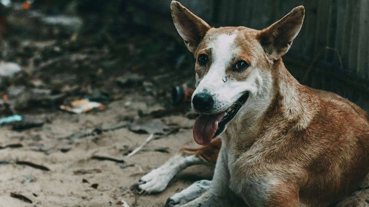 En Chile: un municipio será querellante por la muerte de dos perros callejeros