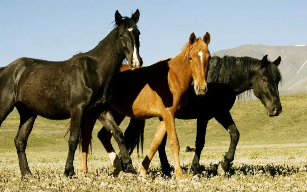 Virus que afecta a los equinos: “En San Juan no hay casos confirmado, pero debemos tomar los recaudos necesarios”