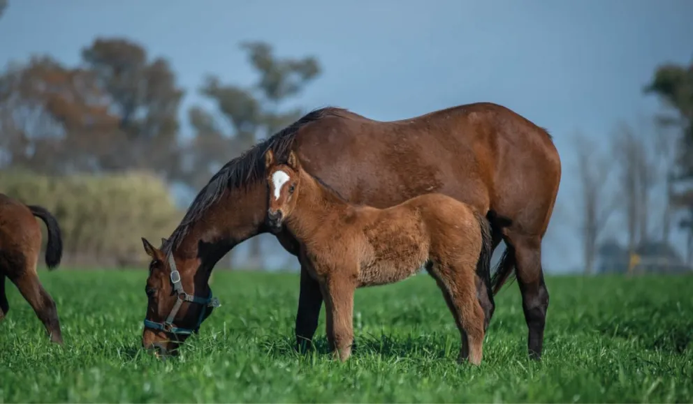 Encefalomielitis equina: qué riesgo tienen los humanos
