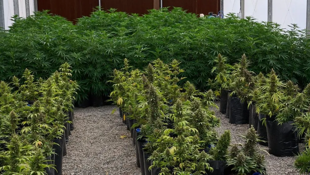 Se inauguró el laboratorio de Producción de Aceite de Cannabis Medicinal CANME en San Juan