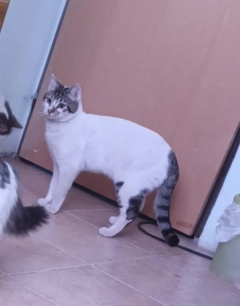 Una familia busca con desesperación a su mascota