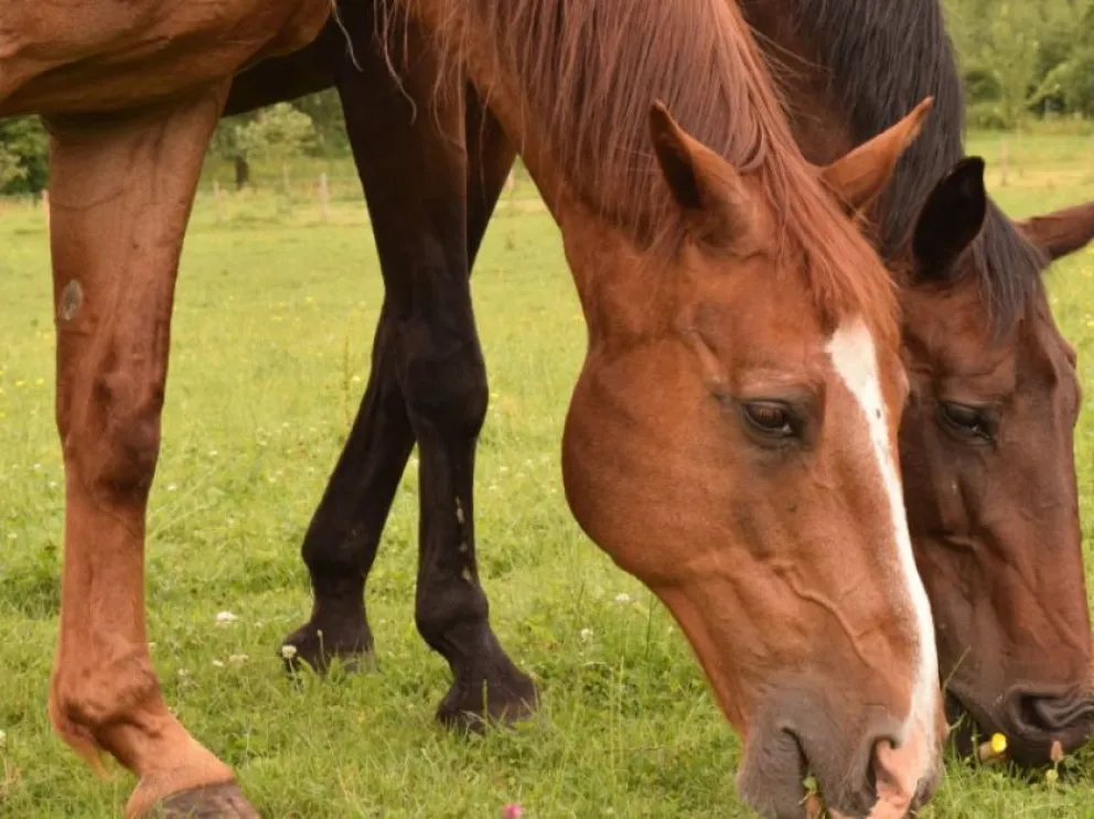 El Senasa desmintió casos de encefalitis equina en San Juan