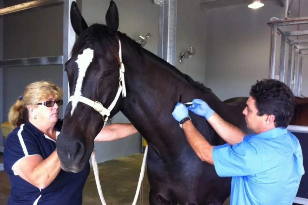 Encefalomielitis equina: autorizan el primer lote de 300 mil vacunas
