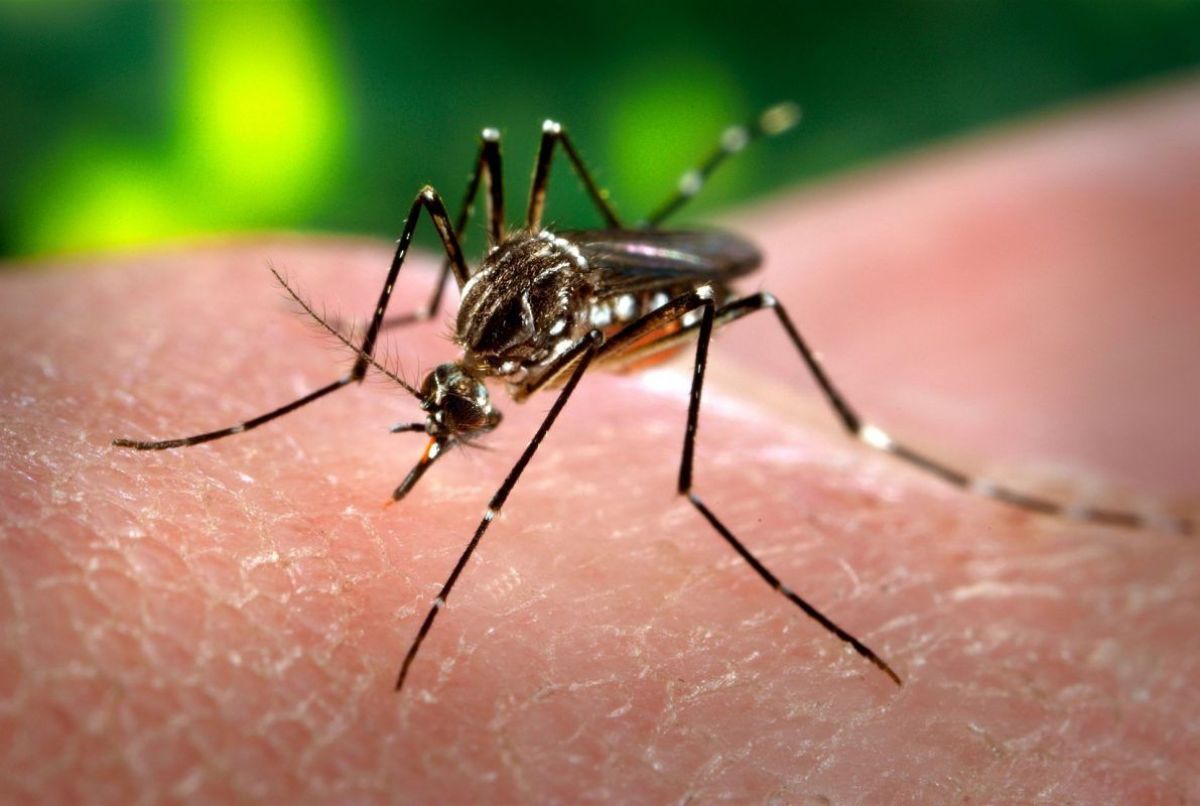Dengue en Argentina: hay más de 230 mil casos y las muertes ascienden a 161 personas