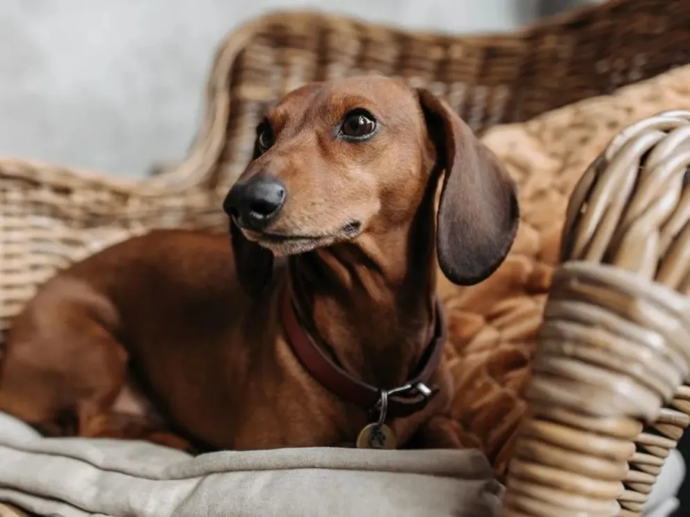 Ordenan la primera medida cautelar a favor de un perro en el país