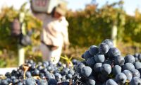 Sector vitivinícola: ¿cómo impacta la nueva medida del DNU?