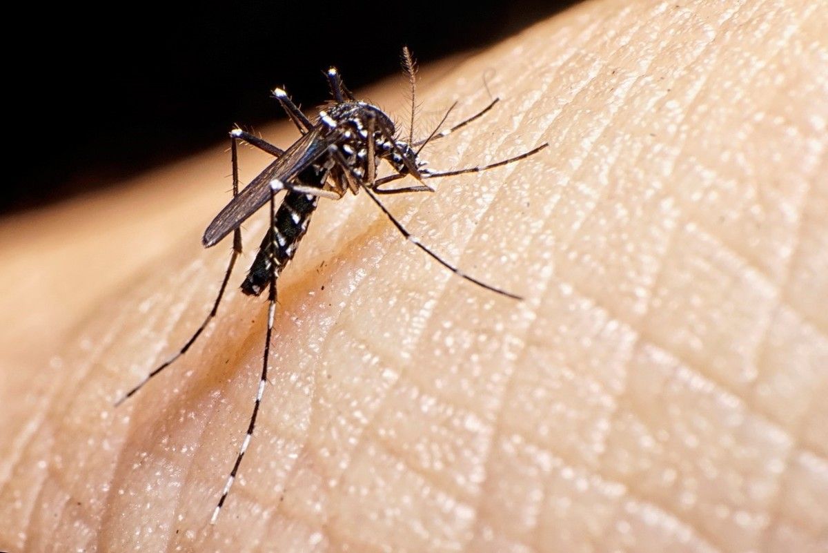 El sitio web de datos estadísticos está fuera de servicio durante la epidemia de dengue