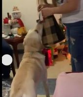 Viralizaron el video de un perrito que busca su regalo de Navidad 