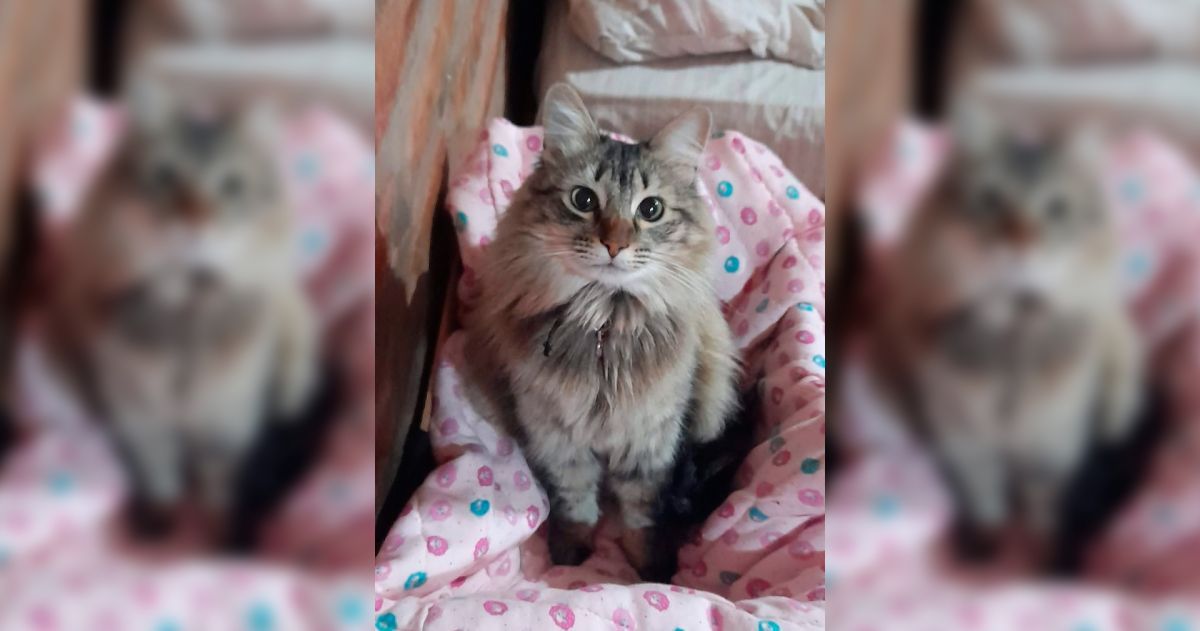 Una sanjuanina pide ayuda para encontrar a Mimí, su gata perdida