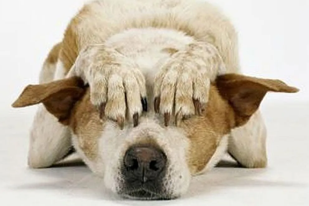 No aprendemos más: perros perdidos tras la pirotecnia para "celebrar" la llegada del 2024